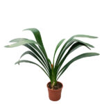 Clivia Miniata Planta de Interior con Flor