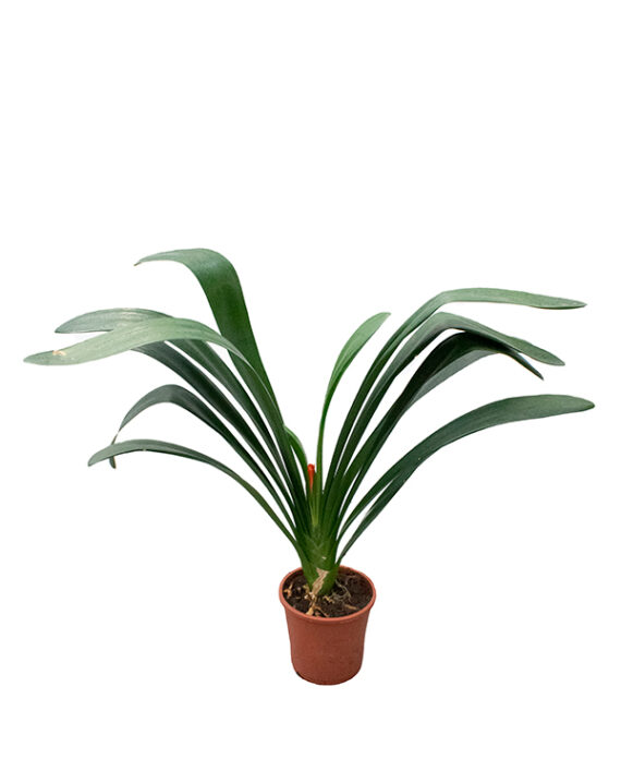 Clivia Miniata Planta de Interior con Flor