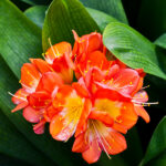 Clivia Miniata Planta con Flor de Interior