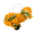 Orquídea Dendrobium Nobile Planta de Interior