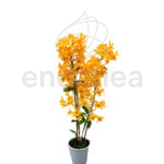 Orquídea Dendrobium Nobile Planta de Interior