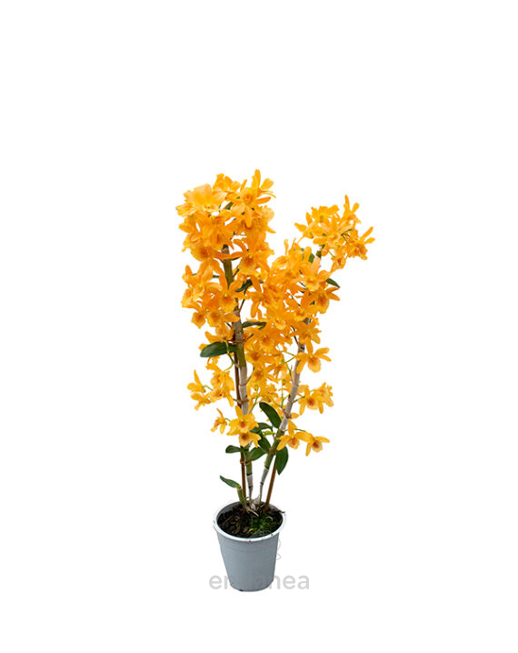 Orquídea Dendrobium Nobile Planta de Interior