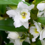 Orquídea Dendrobium Nobile Blanca
