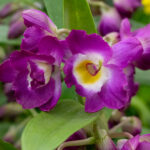 Orquídea Dendrobium Nobile Fucsia