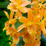 Orquídea Dendrobium Nobile Naranja