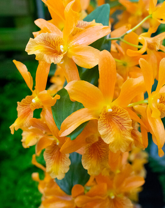 dendrobium-nobile-planta-con-flor-naranja