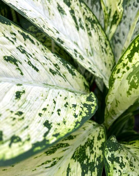 dieffenbachia-camilla-detalle-hojas