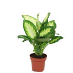 Compra la Dieffenbachia Camilla - Planta de Interior