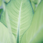 Compra la Dieffenbachia Tropic Hojas