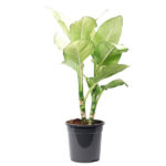 Compra la Dieffenbachia Tropic - Planta de Interior
