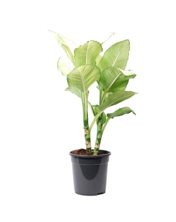 Compra la Dieffenbachia Tropic - Planta de Interior