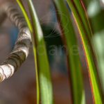 Dracaena Bicolor - Planta de Interior