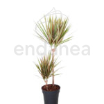 Compra la Dracaena Bicolor - Planta de Interior