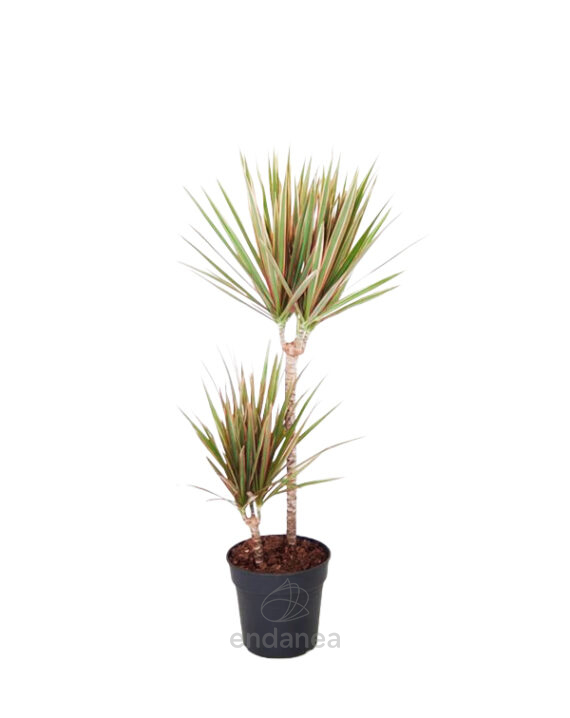 Compra la Dracaena Bicolor - Planta de Interior