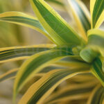 Compra la Dracaena Lemon Lime Hojas