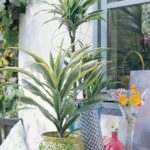 Compra la Dracaena Lemon Lime Decoración