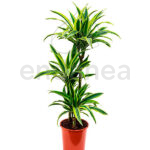 Compra la Dracaena Lemon Lime - Planta de Interior
