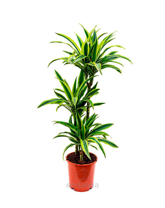 Compra la Dracaena Lemon Lime - Planta de Interior