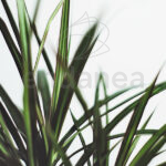 Dracaena Marginata Hojas