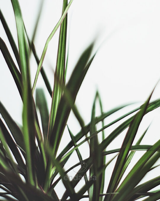 dracaena-marginata-hojas