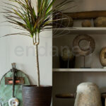 Compra la Dracaena Marginata - Planta de Interior