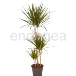 Compra la Dracaena Marginata - Planta de Interior