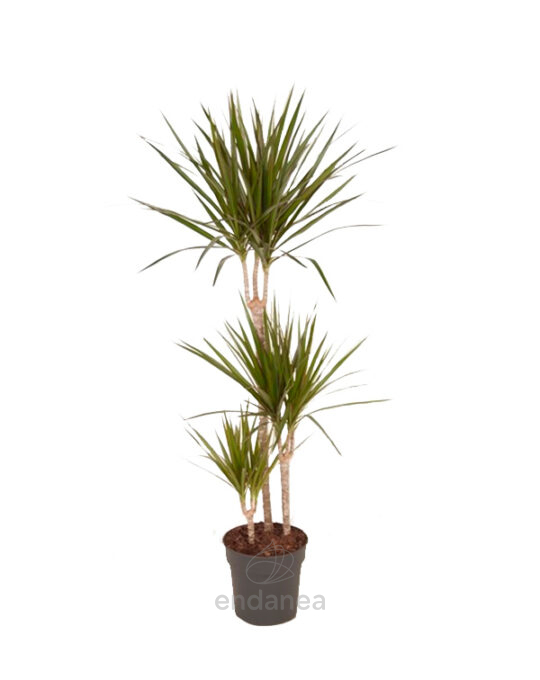 dracaena-marginata-planta-de-interior-verde