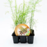 Espárrago Planta 6 unidades - Plantas Hortícolas