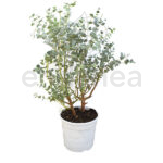 Eucalipto Arbusto Planta de Exterior
