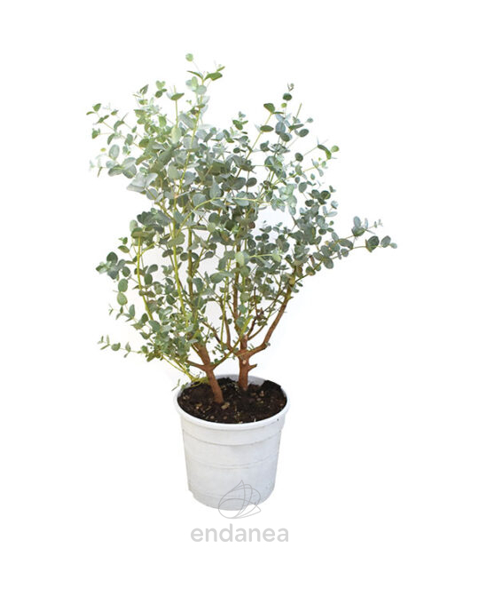 eucalipto-arbusto-plantas-exterior-interior