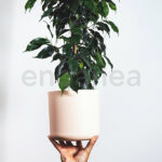 Ficus Danielle Planta de Interior