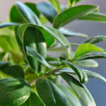 Ficus Danielle Hojas