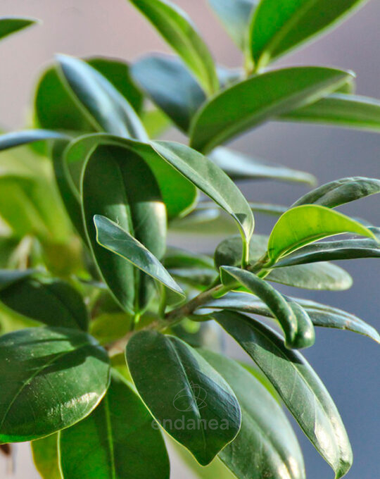ficus-danielle-hojas-planta-de-interior