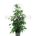 Ficus Danielle Planta de Interior