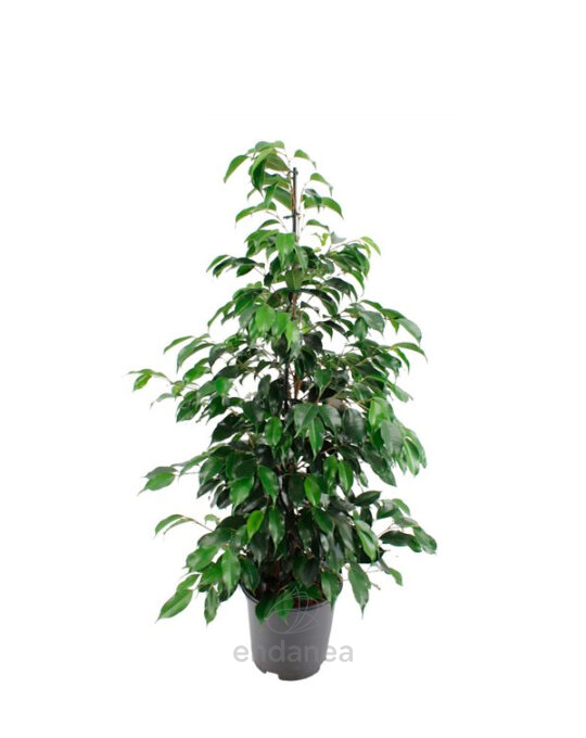 ficus-danielle-planta-de-interior