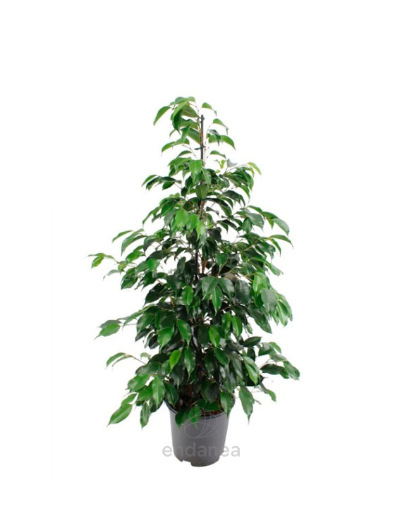 Ficus Danielle Planta de Interior