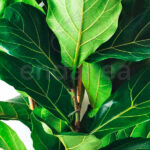 Ficus Lyrata Comprar Planta de Interior hojas