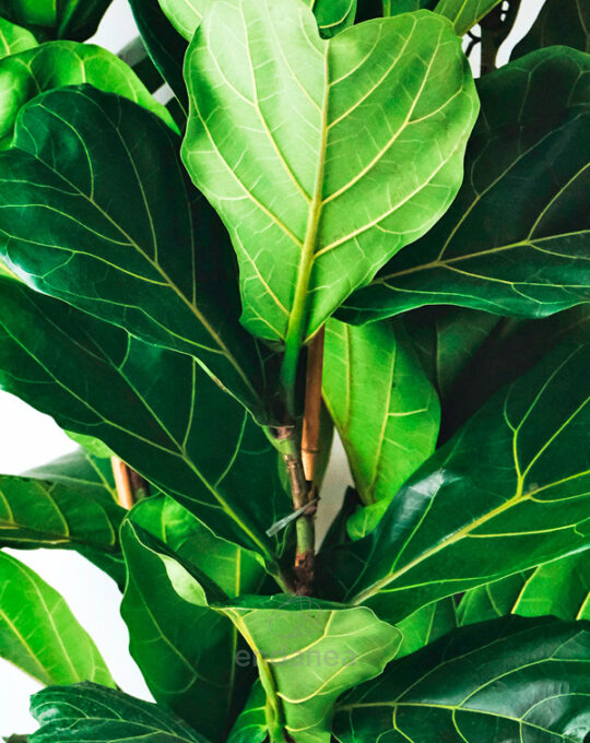 ficus-lyrata-hojas
