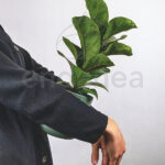Ficus Lyrata Comprar Planta de Interior Maceta