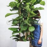 Ficus Lyrata Comprar Planta de Interior Maceta Grande