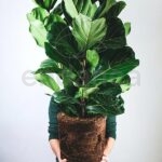 Ficus Lyrata Comprar Planta de Interior Sin maceta
