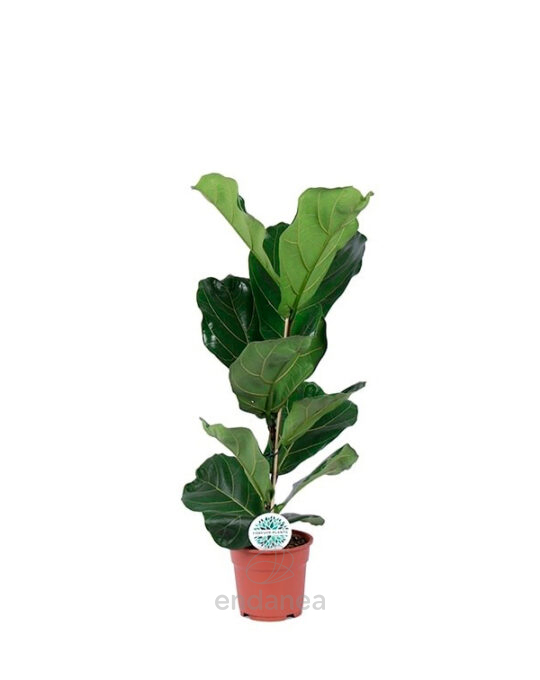 ficus-lyrata-planta-de-interior-verde