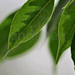 Ficus Benjamina Variegata Hojas