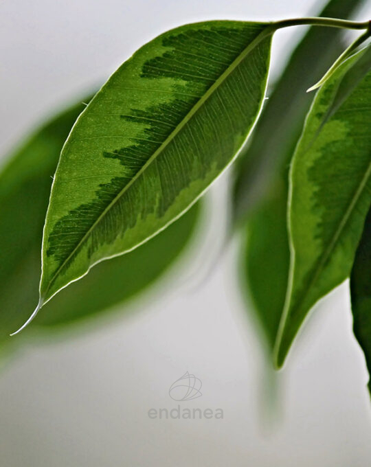 ficus-variegata-hojas