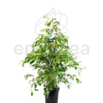 Ficus Benjamina Variegata Planta de Interior