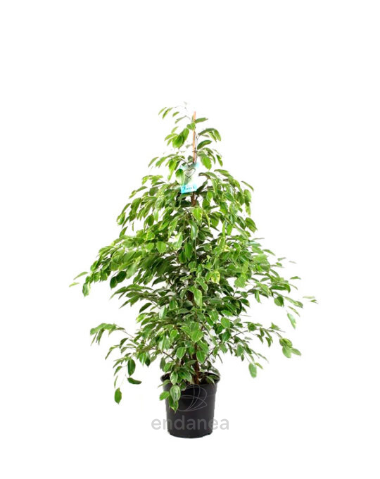 ficus-variegata-planta-de-interior