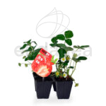 Fresa Planta 4 unidades - Plantas Hortícolas