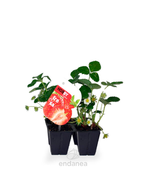 Fresa Planta 4 unidades - Plantas Hortícolas