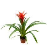 Guzmania Planta con Flor de interior