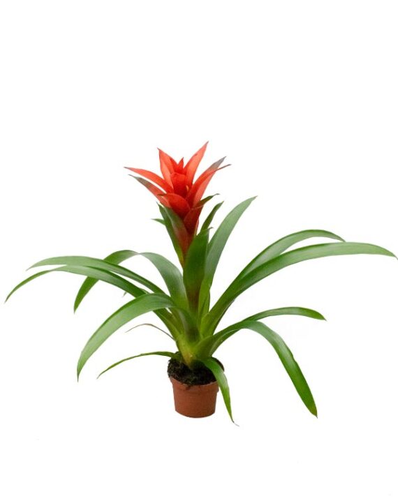 Guzmania Planta con Flor de interior